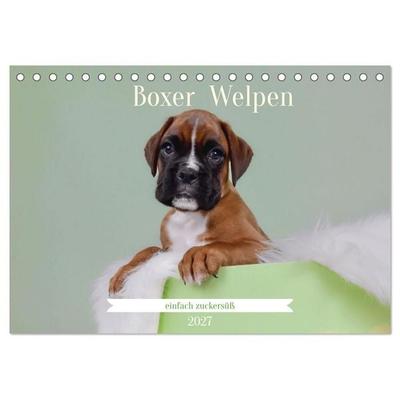 Boxer Welpen einfach zuckersüß (Tischkalender 2027 DIN A5 quer), CALVENDO Monatskalender