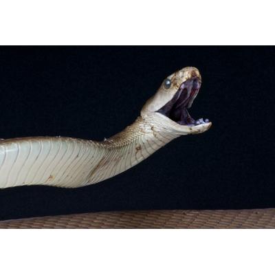 Fototapete PAPERMOON "Schwarze Mamba angreifen", bunt, B:3m L:2,2m, Vlies, Tapeten