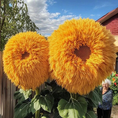 Yellow Enchanting Giant Teddy Bear Sunflower Seeds Yellow Enchanting Giant Teddy Bear Sunflower Seeds