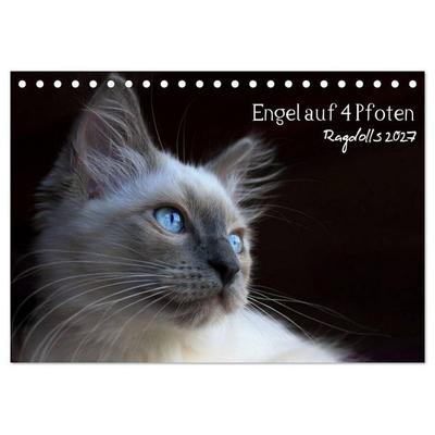 Engel auf 4 Pfoten - Ragdolls 2027 (Tischkalender 2027 DIN A5 quer), CALVENDO Monatskalender
