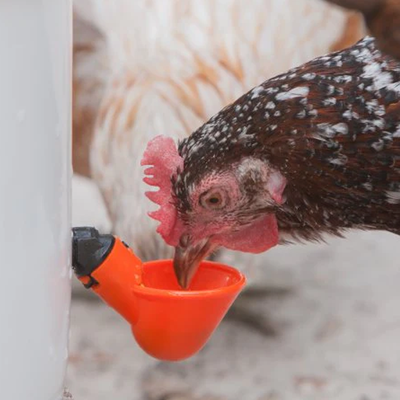 PetsAreLife Chicken Water Cups PVC 10 Pcs