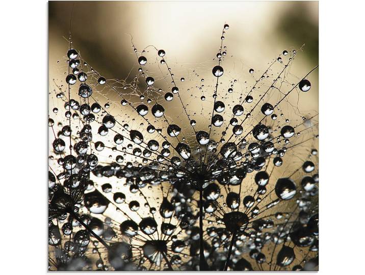 Glasbild ARTLAND Nasser Löwenzahn , schwarz (farbe bild(er): schwarz), B:30cm H:30cm, Bilder, Glasbild, in verschiedenen Grössen