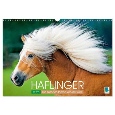 Haflinger: Die blonden Pferde von der Alm (Wandkalender 2026 DIN A3 quer), CALVENDO Monatskalender