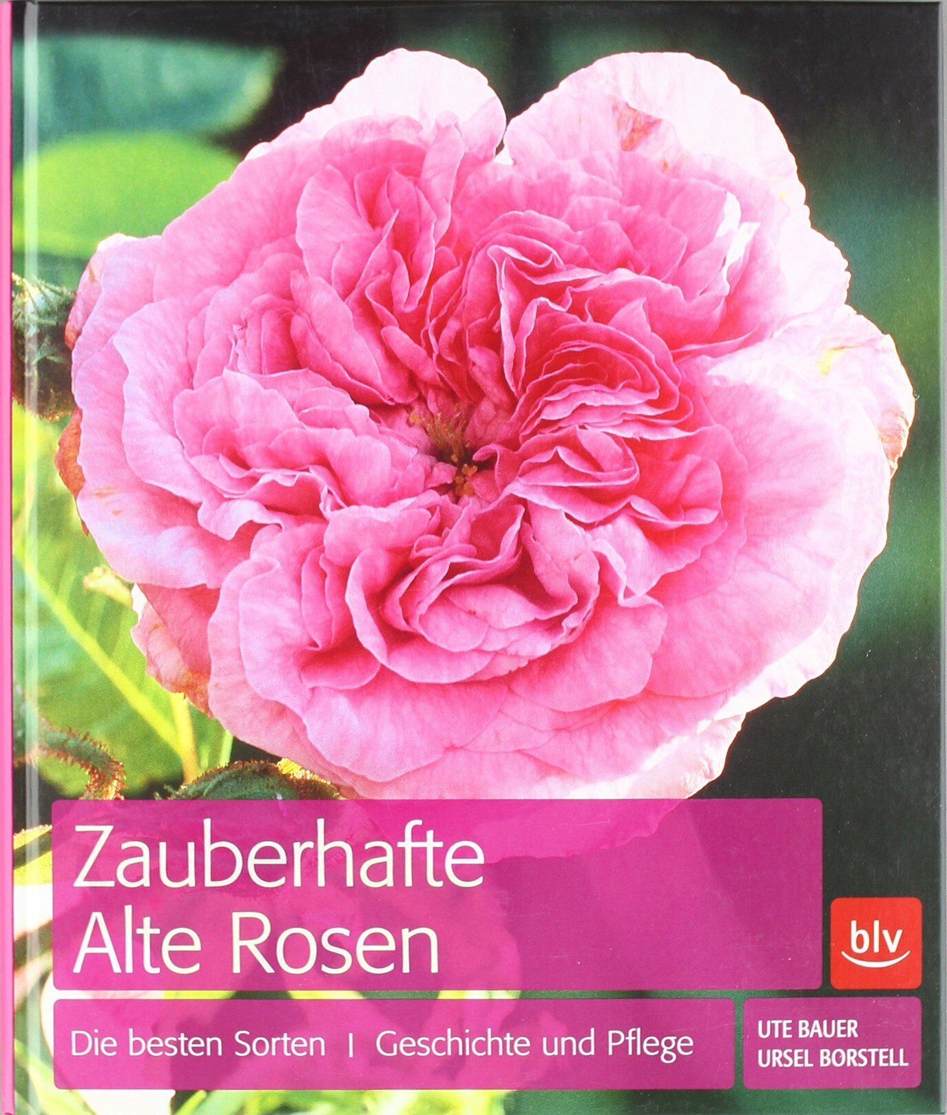 Ute Bauer - Zauberhafte Alte Rosen: Die besten Sorten · Geschichte und Pflege - Preis vom 15.10.2026 23:06:25 h