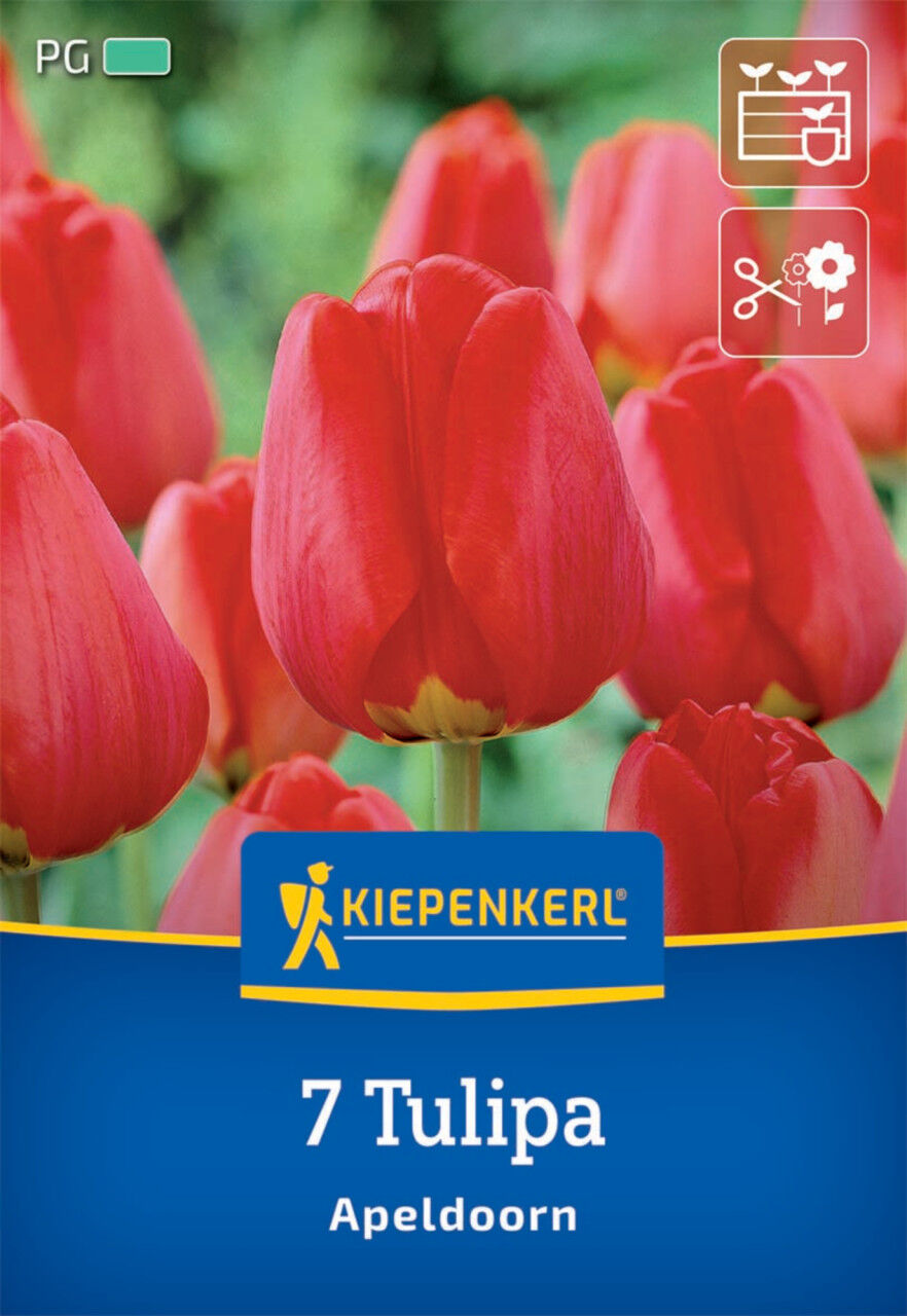 Kiepenkerl Herbstblumenzwiebel Darwin-Hybrid-Tulpe Apeldoorn 7 Pflanzen