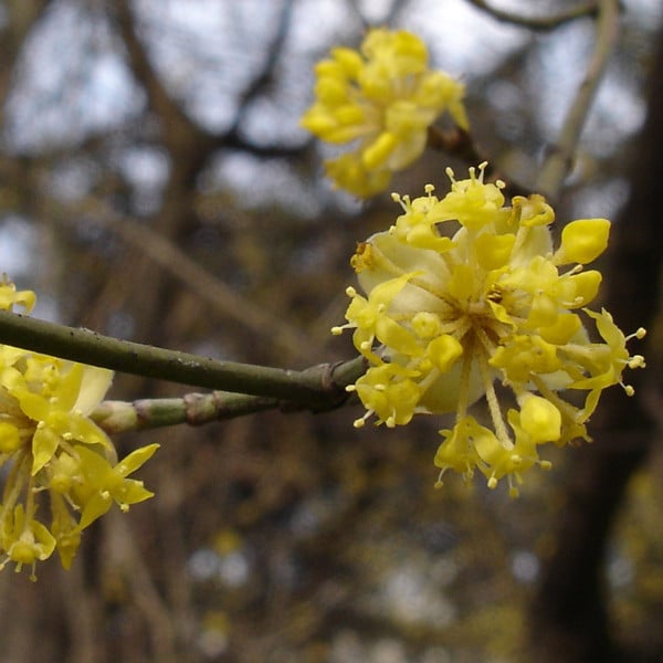 2 x Vogelkers Cornus mas in pot, 40-60 cm van Arborix