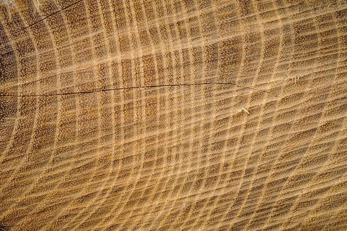 Fototapete PAPERMOON "Baumringe", bunt, B:3m L:2,23m, Vlies, Tapeten, Fototapete bunt B/L: 3m x 2,23m, Bahnen: 6 Stk.