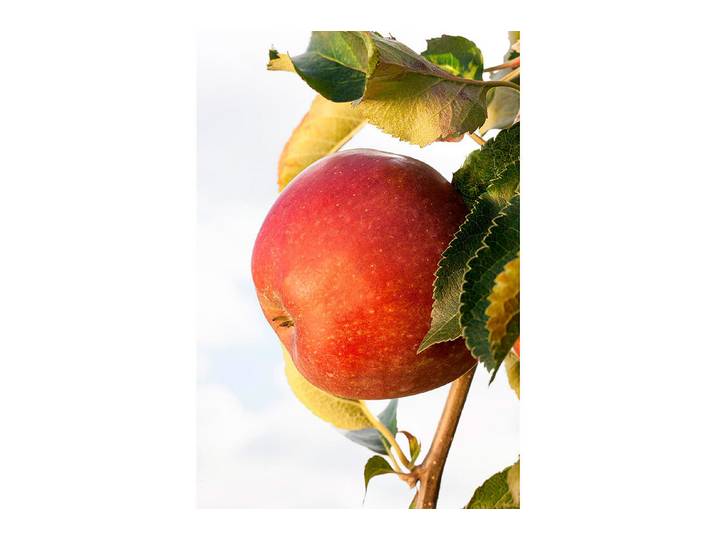 Apfel Crony ® Red Windsor ' 100-120 cm inklusive Topf'