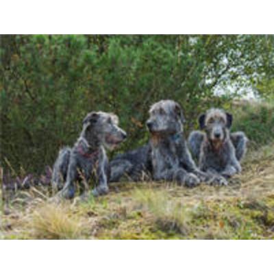 CALVENDO Puzzle Drei irische Wolfshunde liegen entspannt im Schatten einer Kiefer 1000 Teile Lege-Größe 640 x 480 cm Foto-Puzzle Bild von Annett