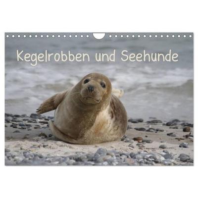 Kegelrobben und Seehunde (Wandkalender 2027 DIN A4 quer), CALVENDO Monatskalender
