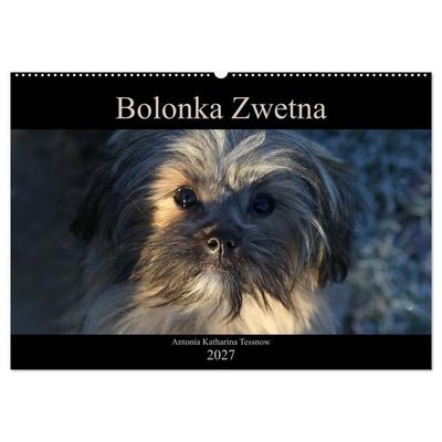 Bolonka Zwetna 2027 (Wandkalender 2027 DIN A2 quer), CALVENDO Monatskalender