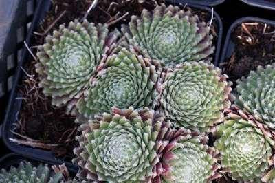 6 x Sempervivum hybride Sprite Huislook in pot van 9 x 9 cm van GRDplanten