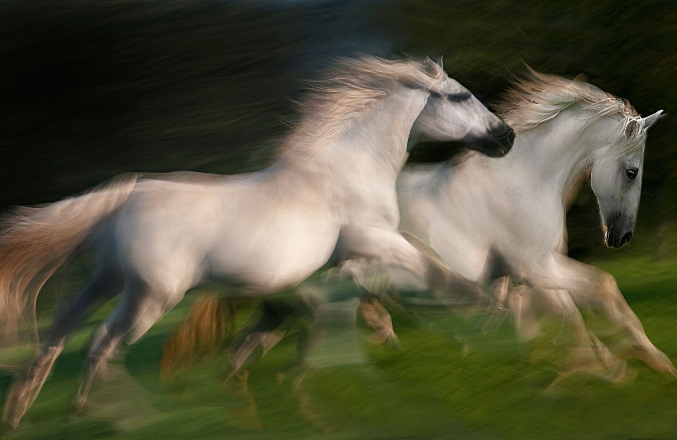 Fototapete PAPERMOON "Photo-Art MILAN MALOVRH, GALOPP FÜR ZWEI GALOPP", bunt, B:1,5m L:1,11m, Vlies, Tapeten, Fototapete bunt B/L: 1,5m x 1,11m, Bahnen: 7 Stk.