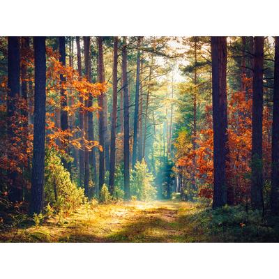 Fototapete PAPERMOON "Autumn Forest Sun Rays", bunt, B:3m L:2,23m, Vlies, Tapeten