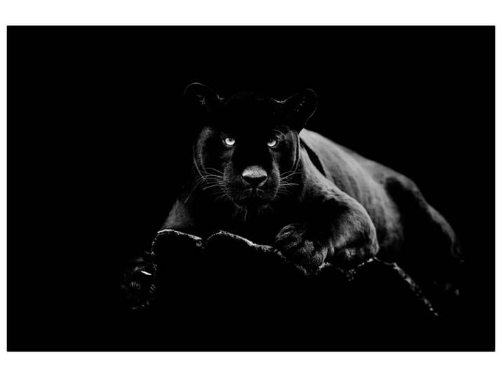 Digitaldruck auf Glas Panther image LAND