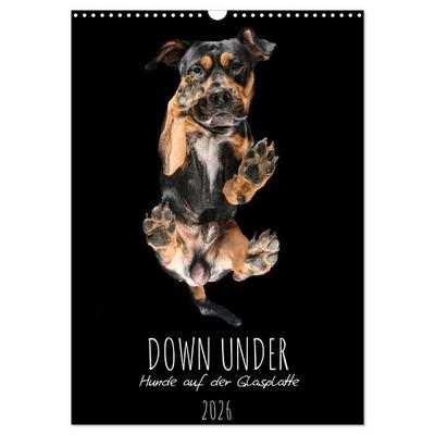 Down Under - Hunde auf der Glasplatte (Wandkalender 2026 DIN A3 hoch), CALVENDO Monatskalender