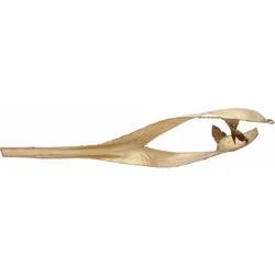 Europalms, Weihnachtsdeko, Palmblattkopf, getrocknet, gold