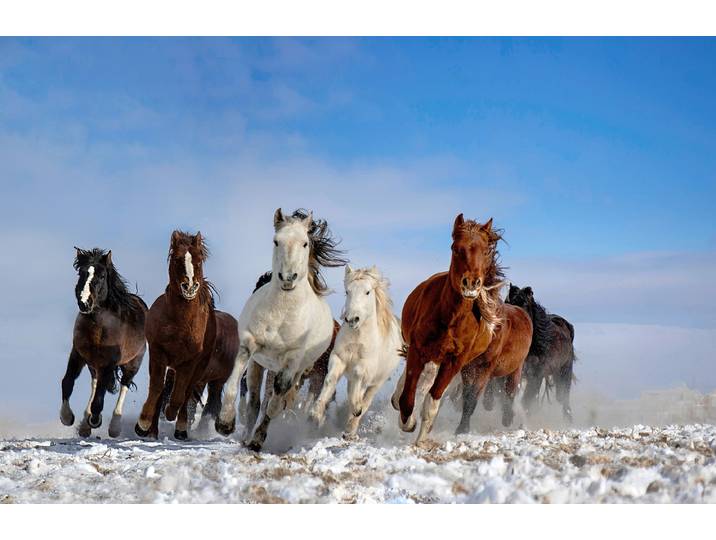Fototapete PAPERMOON Photo-Art LIBBY ZHANG, MONGOLEI-PFERDE , bunt, B:4,5m L:2,8m, Vlies, Tapeten, Fototapete