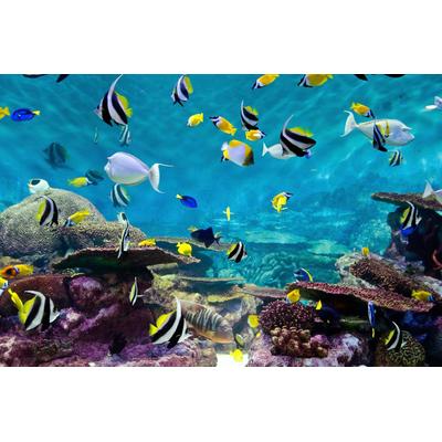 Fototapete PAPERMOON "Fische", bunt, B:2,5m L:1,86m, Vlies, Tapeten