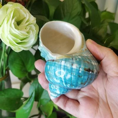 Uplifted Finds Natural Banded Jade Turbo Shell (911cm)   Premium Polished Green & Blue Hermit Crab Home & Coastal Decor a