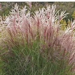 Chinesischer Rispengras – Miscanthus sinensis 'Ferner Osten'