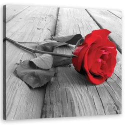 WANDBILD rote rose
