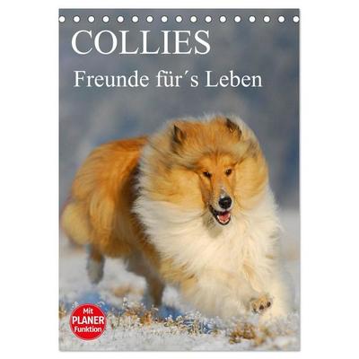 Collies - Freunde für´s Leben (Tischkalender 2027 DIN A5 hoch), CALVENDO Monatskalender