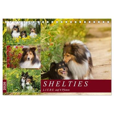 SHELTIES Liebe auf 4 Pfoten (Tischkalender 2026 DIN A5 quer), CALVENDO Monatskalender