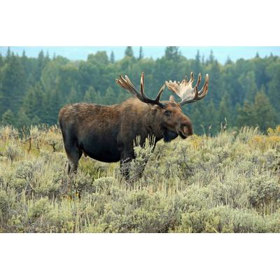 Fototapete PAPERMOON "ELCH-STIER TIER HIRSCH WALD GEWEIH STEPPE TUNDRA PRÄRIE", bunt, B:4m L:2,6m, Vlies, Tapeten