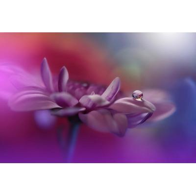 Fototapete PAPERMOON "Zen Wassertropfen mit Blume Makro", bunt, B:4,5m L:2,8m, Vlies, Tapeten