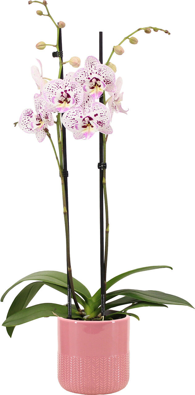 Pflanzen Orchidee Phalaenopsis 2 Trieber mit 12 cm Keramiktopf