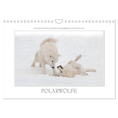 Emotionale Momente: Polarwölfe. / CH-Version (Wandkalender 2026 DIN A4 quer), CALVENDO Monatskalender