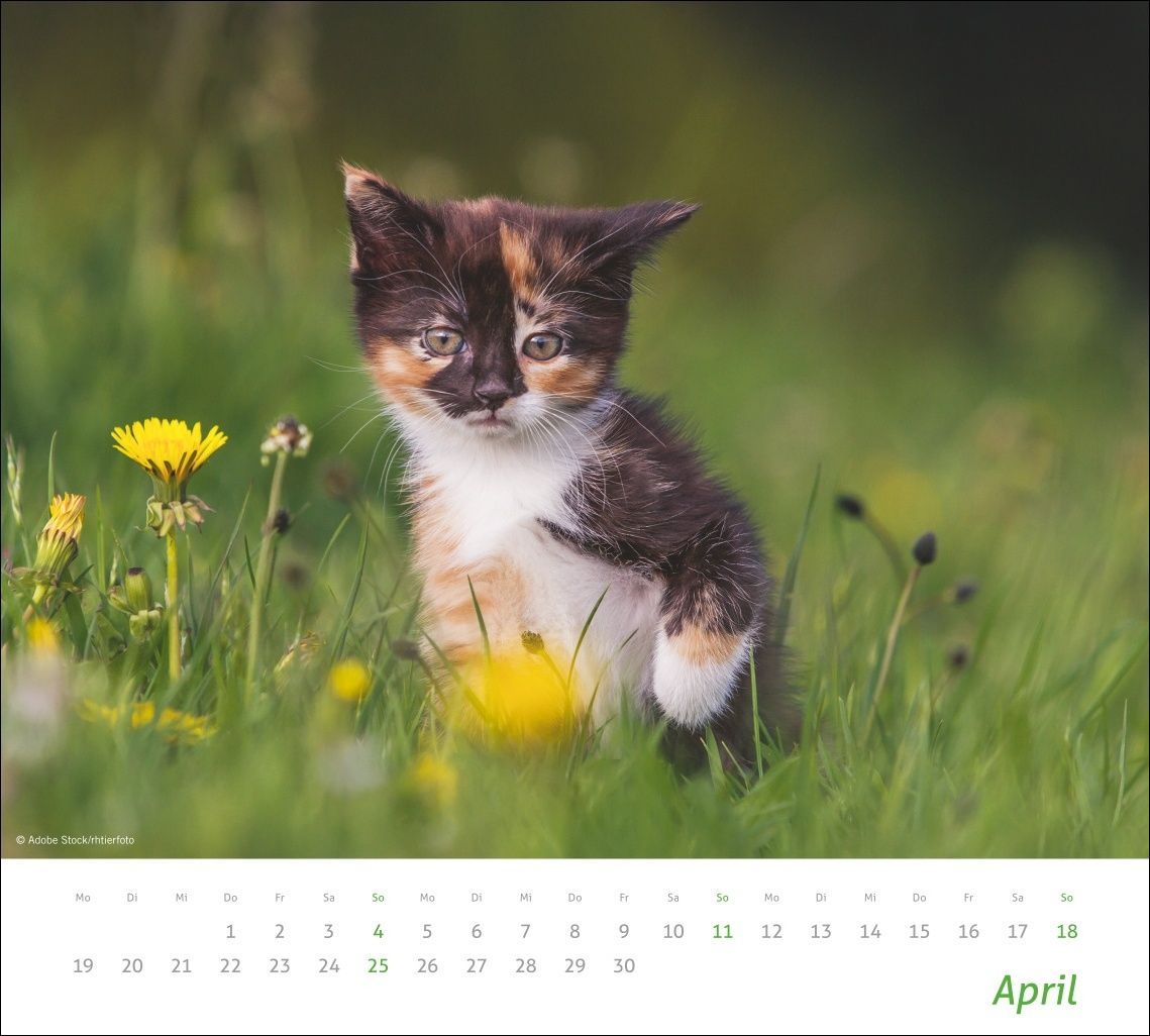 Heye times&more Katzen Bildkalender 2027