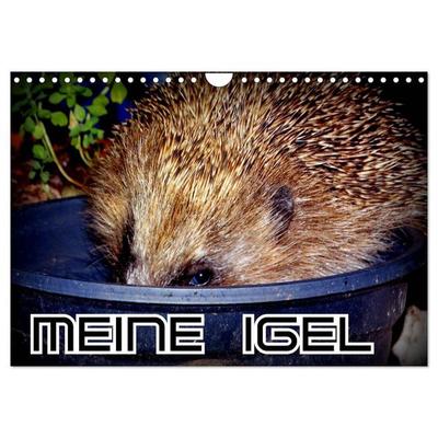 Meine Igel (Wandkalender 2026 DIN A4 quer), CALVENDO Monatskalender