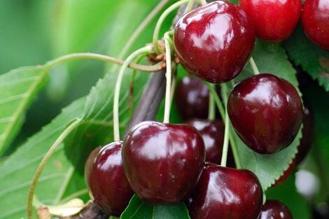 Pflanzen Süßkirschenbaum Schneiders Späte Knorpel 7,5 L Container