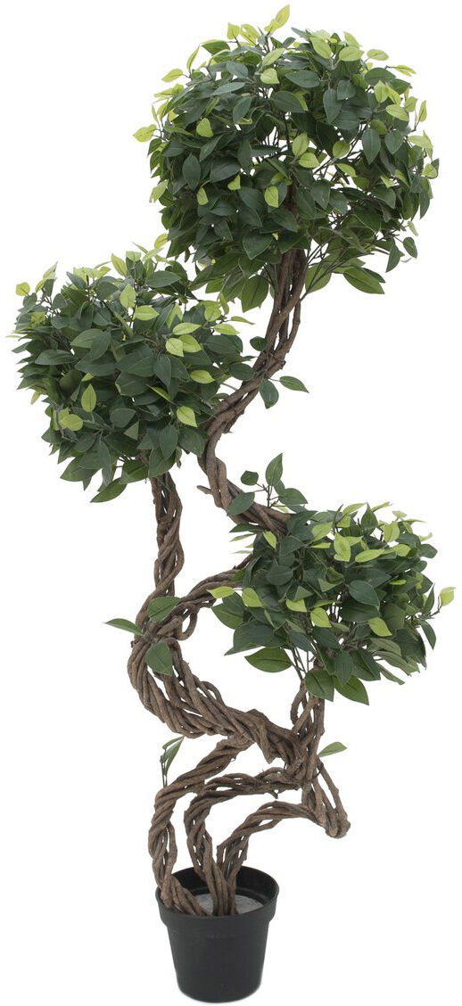 Europalms Ficus Multi Spiralstamm, 160cm