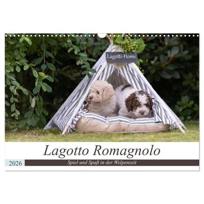 Lagotto Romagnolo - Spiel und Spaß in der Welpenzeit (Wandkalender 2026 DIN A3 quer), CALVENDO Monatskalender