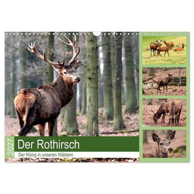 Der Rothirsch - Der König in unseren Wäldern (Wandkalender 2027 DIN A3 quer), CALVENDO Monatskalender