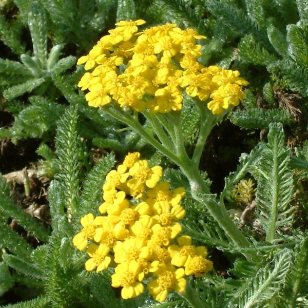 6 x Achillea tomentosa Viltig tapijtgras in pot van 9x9 cm van Arborix
