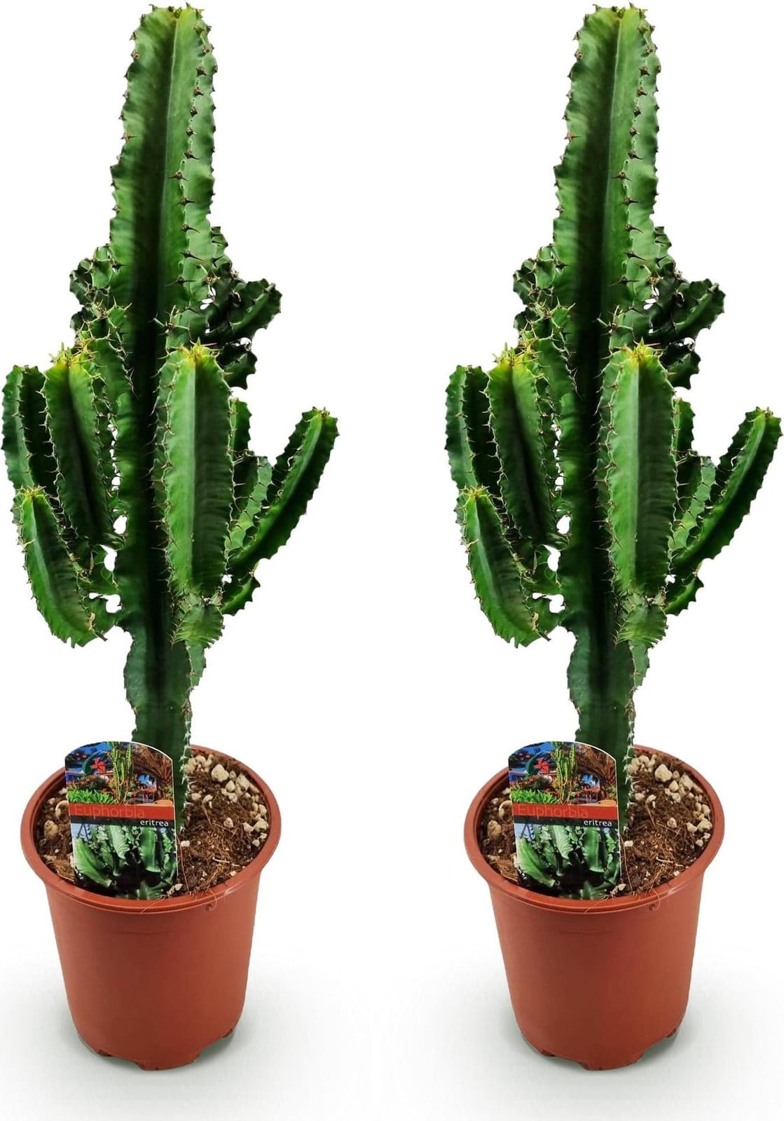 Oasis of Life Wolfsmilchkaktus Euphorbia eritrea Afrikanische Melkboom, 2 planten, Hoogte: 60 cm, Breedte: 17 cm