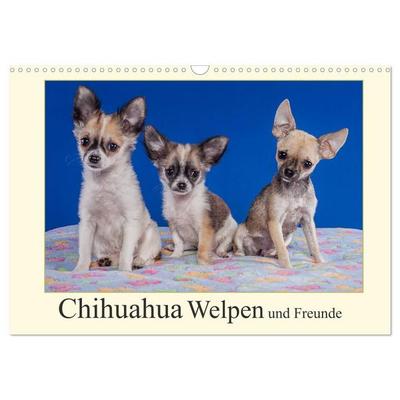 Chihuahua Welpen und Freunde (Wandkalender 2027 DIN A3 quer), CALVENDO Monatskalender