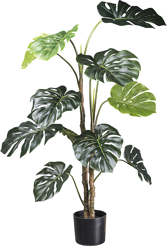 kaiserkraft Splitphilodendron, Kunststofftopf, Höhe 1400 mm