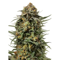 Royal Queen Seeds Gelato 44  3 Samen - 3