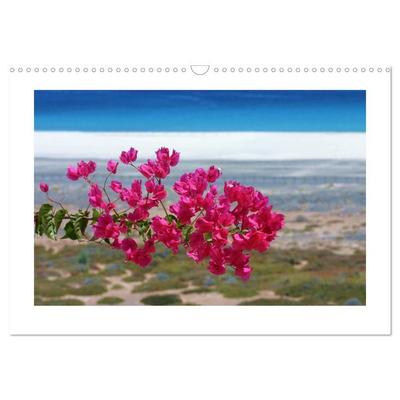 Fuerteventura (Wandkalender 2026 DIN A3 quer), CALVENDO Monatskalender