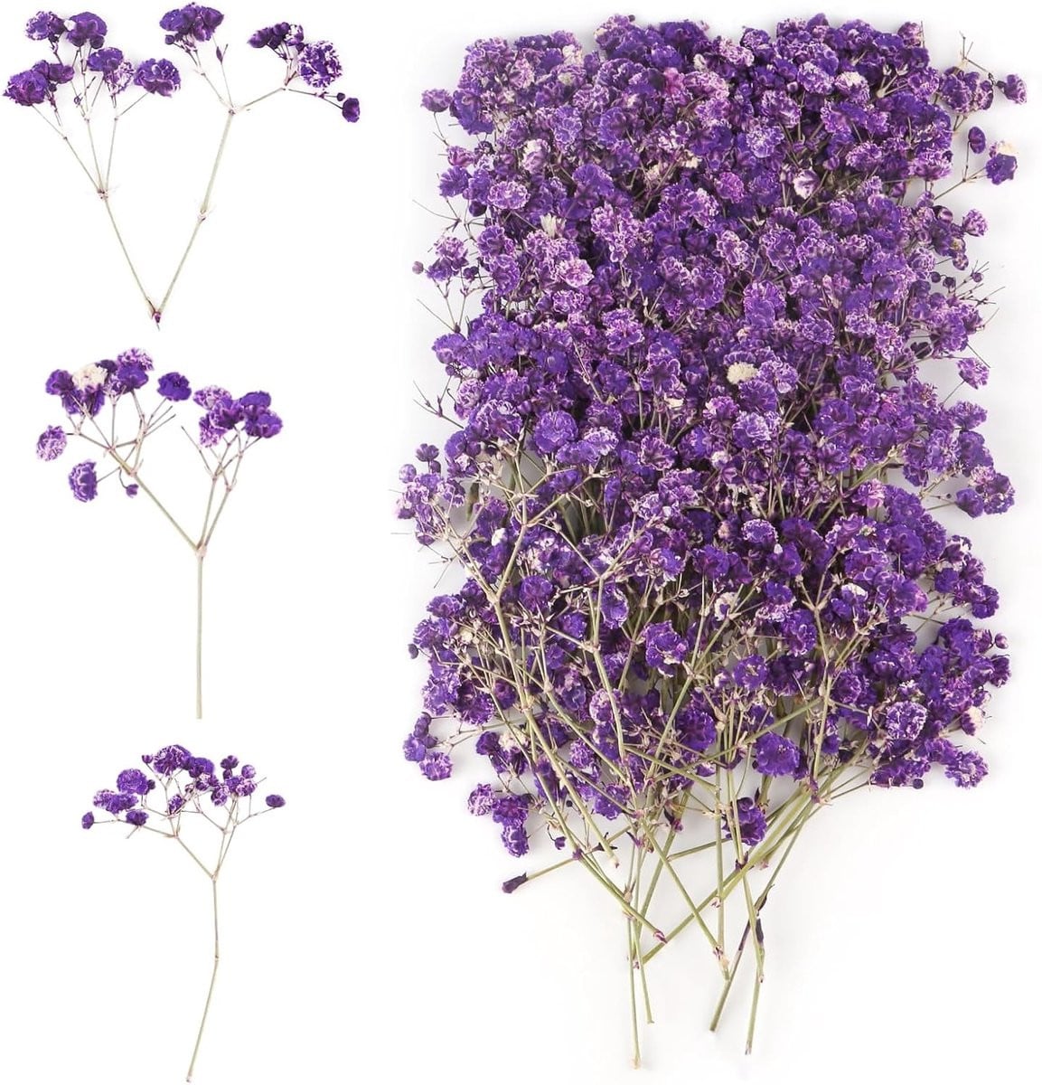 100 stuks gedroogde Gypsophila bloemen in paars voor decoratie en DIY projecten