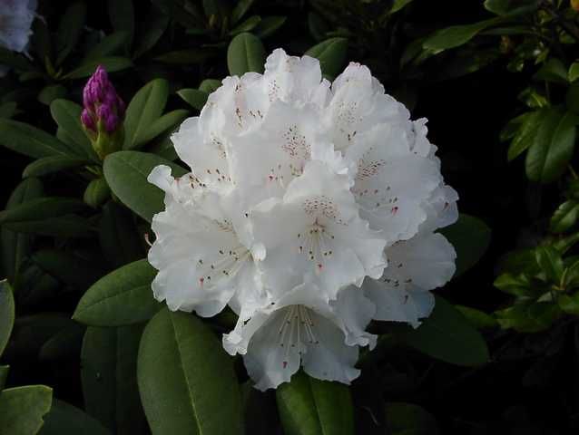 Pflanzen Rhododendron PG II + III Liebhaber weiß 5 l Container