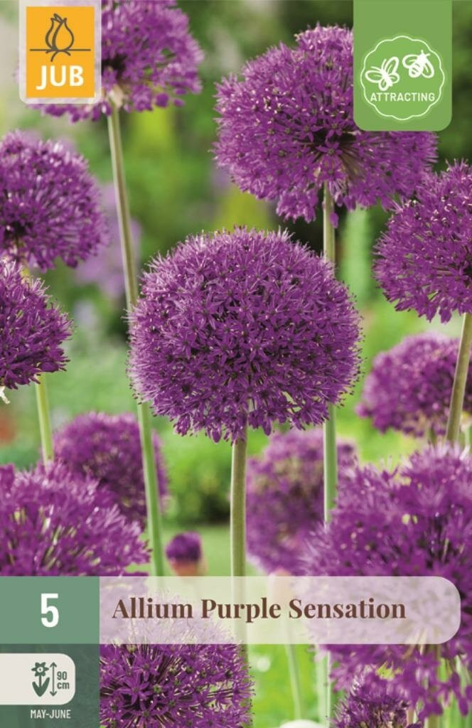 Allium Purple Sensation 5 bollen door Jub