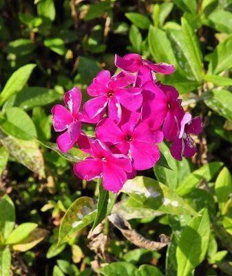 6 x Phlox (p) Rijnstroom - Vlammende Phlox - Pot van 9 x 9 cm - GRDplanten