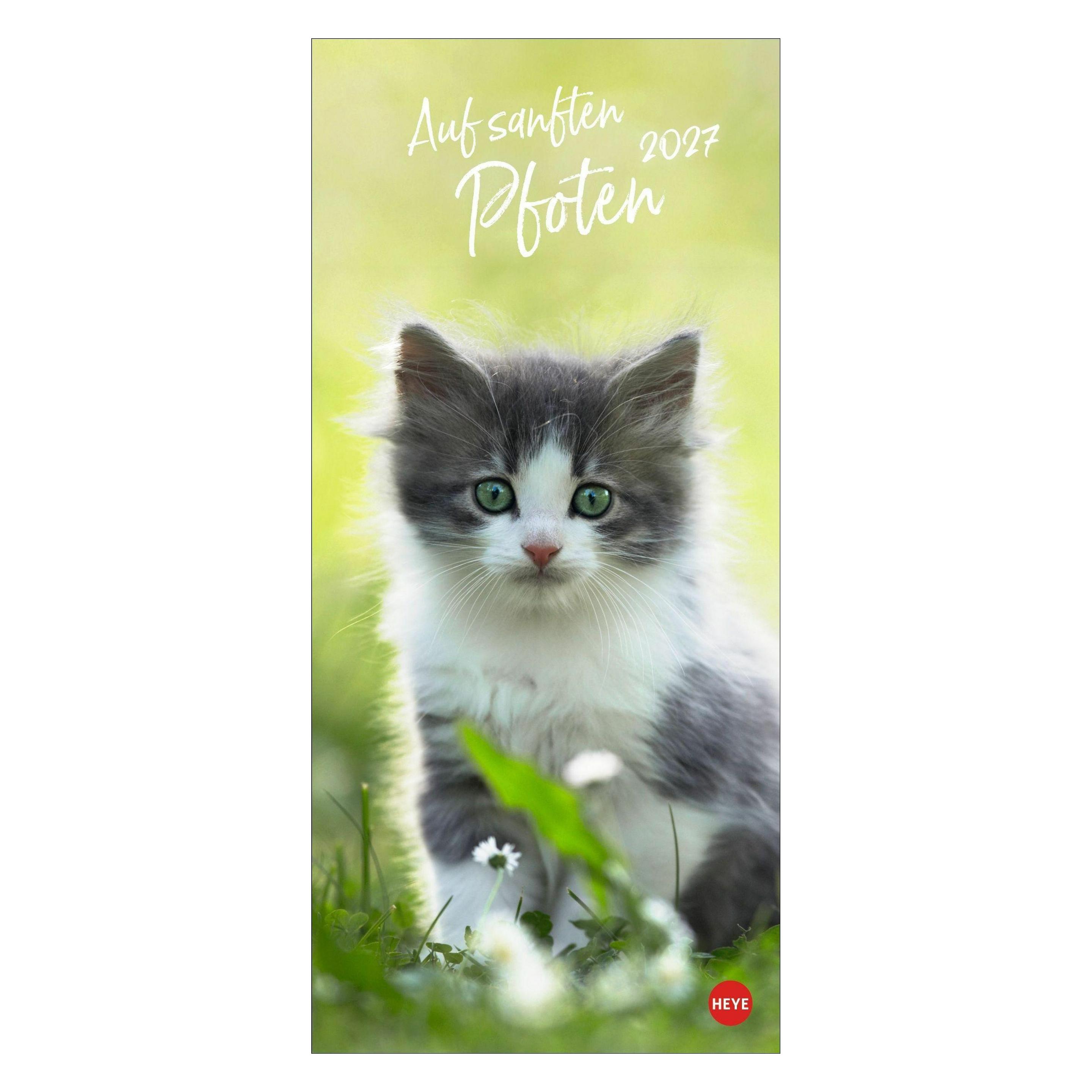 Athesia Katzen slim - Auf sanften Pfoten Kalender 2027 (66784625)