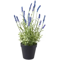 Lavendel 37cm im Topf lavendel